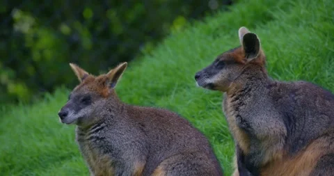 Two cangaroos, closeup view of wildlife creatures animals 動画素材 334300038