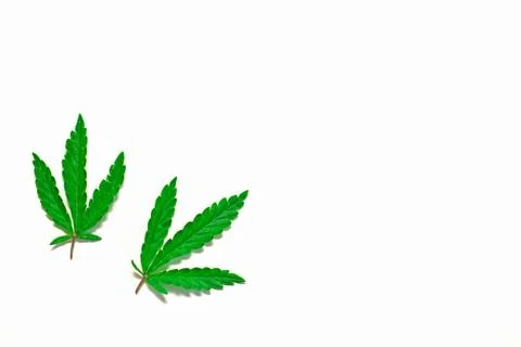 Two cannabis leaf on white background, copy space Stock Illustration