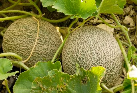 Two cantaloupes Stock-Fotos