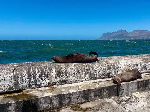 Two cape fur seals basking in the sun asleep on a pier in Kalk Bay. Stock Photos