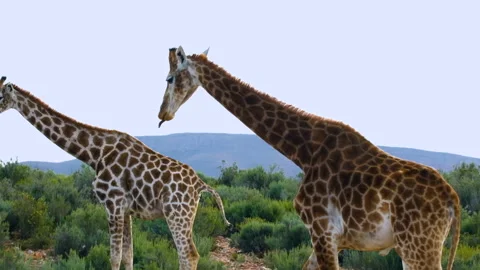 Two Cape giraffe with striking brown coat patterns walks through shrubland Stock Footage 248114327