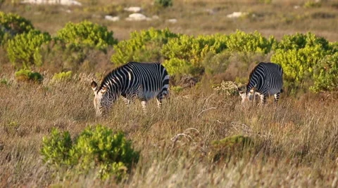 Two cape mountain zebra feeding on fynbos at Cape Point in South Africa Video stock 62488760