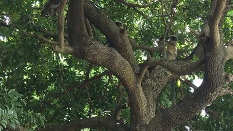 Two Capped Langurs Hiding and Leaping behind the dense branch structures of a be Vídeo Stock 338284590