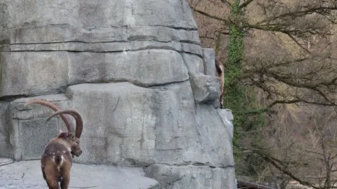 Two Capricorns on mountain side, animals climbing rocks Vidéo 266603993