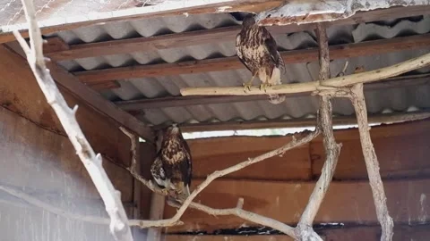 Two captive hawks perching in an aviary enclosure Vídeos de archivo 337032778
