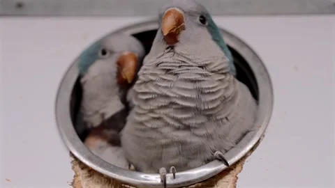Two Captive Quaker Parakeets Snuggling Inside a Hiding Box at a Bird Cafe in Stockbeeldmateriaal 327406842