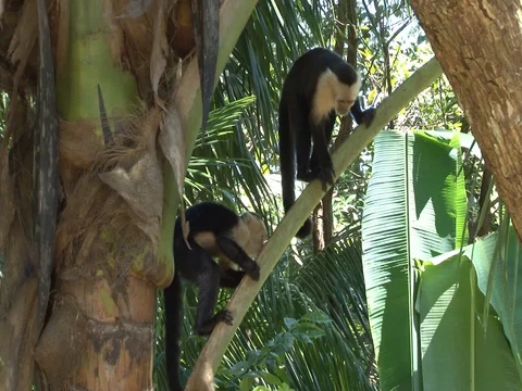 Two Capuchin Monkeys on branch Stock Footage 85196463