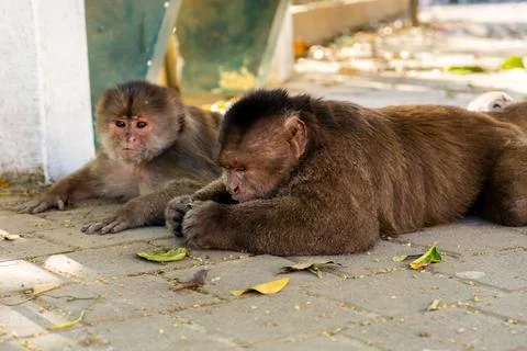 Two capuchin monkeys looking concerned Stock Photos