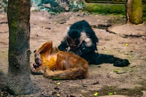 Two capuchin monkeys playing inside a mountain zoo enclosure Foto stock