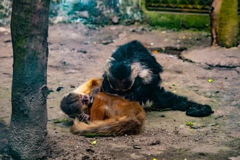 Two capuchin monkeys playing inside a mountain zoo enclosure Stock Photos