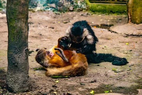 Two capuchin monkeys playing inside a mountain zoo enclosure Stock Photos