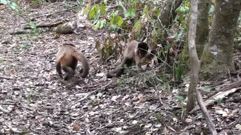 Two capuchin monkeys walking around Stock Footage 12104590