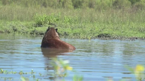 Two Capybara or carpincho, one swimming in a pond in its natural habitat and the Stock Footage 329235138