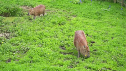 Two Capybara or greater capybara, grazin... | Stock Video | Pond5