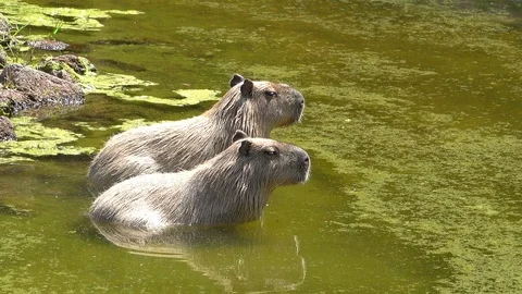 Two Capybara in the Pond Stock Footage 112142357