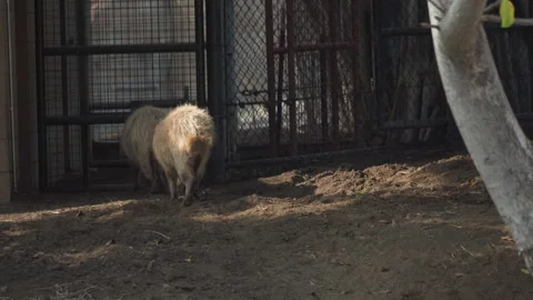 Two capybaras in captivity walking into a cage. Stock Footage 253575037