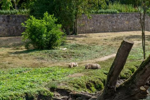 Two capybaras close-up Stock Photos