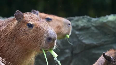 Two Capybaras Eating Green Grass In The Forest 動画素材 336095144
