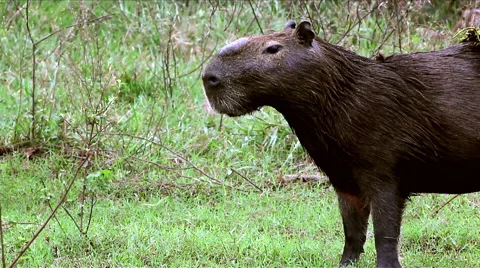 Two capybaras Stock Footage 44798418