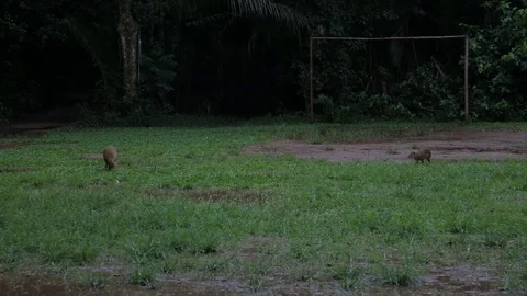 Two capybaras Stock Footage 103043929