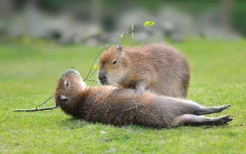Two capybaras on grass Stock Photos