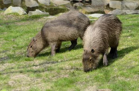 Two capybaras grazing Stock Photos