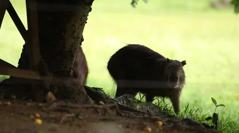 Two Capybaras Hide from The Rain Stock Footage 45284463