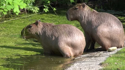 Two Capybaras, Hydrochoerus hydrochaeris, side view looking attentively Stock Footage 140052439