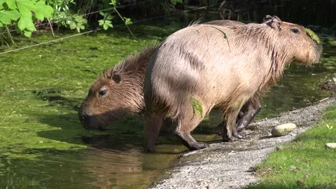 Two Capybaras, Hydrochoerus hydrochaeris, sitting in water Stock Footage 140052498