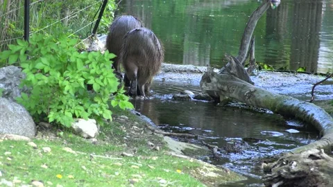 Two Capybaras, Hydrochoerus hydrochaeris, walking besides water Stock Footage 140052558