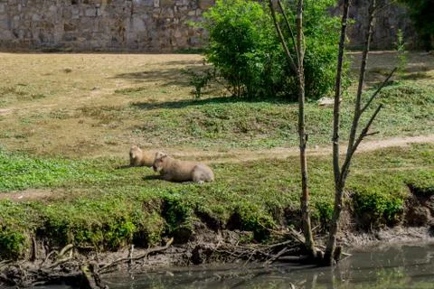 Two capybaras lay down under the sun Stock Photos