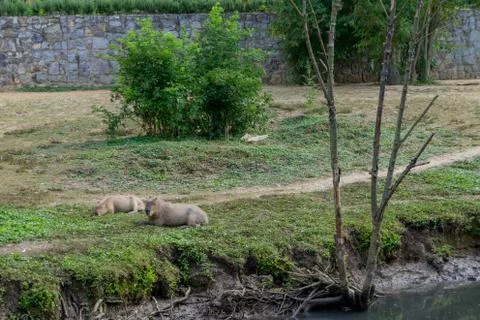 Two capybaras on a path close-up Stock Photos