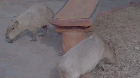 Two Capybaras Walking and Exploring Natural Zoo Habitat 4K Video stock 335584148