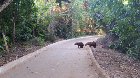 Two capybaras on a winding path through a lush green forest. Video stock 312897935