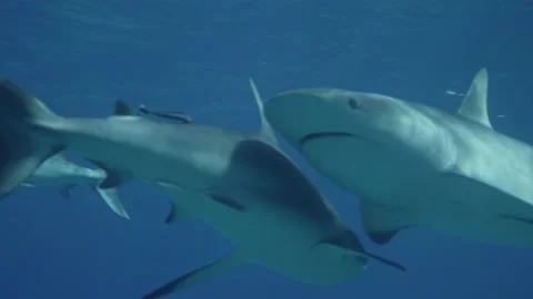 Two Caribbean Reef Sharks pass In The Bahamas Stock Footage 137764942