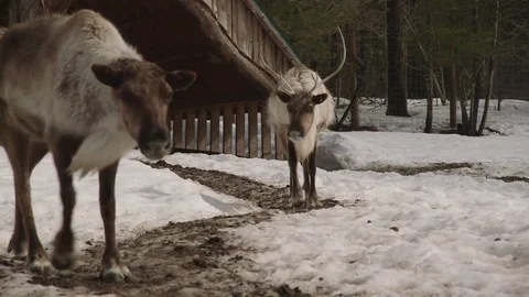 Two caribou walk toward camera Stockbeeldmateriaal 73669618