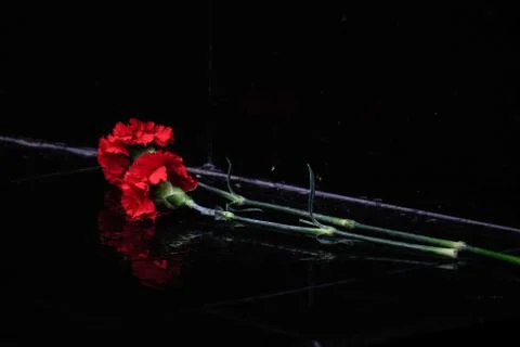 Two carnation flowers Stock Photos