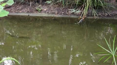 Two carp swimming in a murky pond with vegetation along the bank in nature 스톡 동영상 318830982