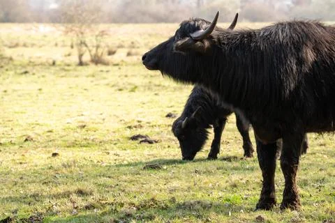Two carpathian buffalos while grazing on the grass field in the countryside Stock Photos