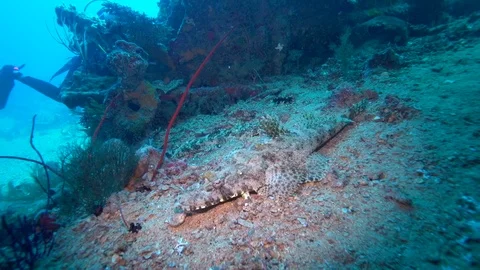 Two Carpet flathead (Papilloculiceps longiceps) in the wreck in Red sea Video stock 92992209