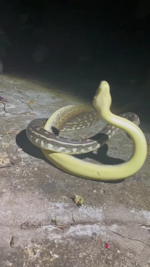 Two Carpet Pythons Tangle and Twist, Australia - 28 Sep 2022 Stock Footage 216507092