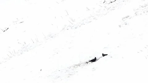 Two carrion crow on a carcass in the wild Alps (Corvus corone) 스톡 동영상 335674425