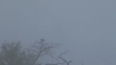 Two carrion crows (corvus corone) close together on leafless tree, misty morning Stock Footage 90831785