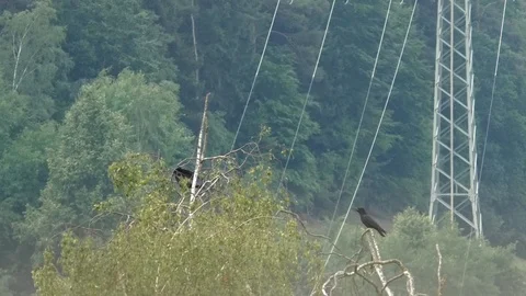 Two carrion crows (corvus corone) on a birch tree, bird couple, power lines Stock Footage 90858890