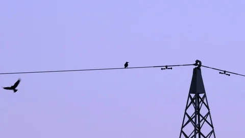 Two carrion crows (corvus corone) sitting on a power line near sunset in spring Stock Footage 126888199