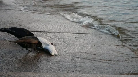 Two Carrion Crows Feeding on Dead Fish near Lake Geneva Shore. 스톡 동영상 336314382