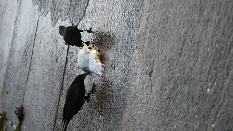 Two Carrion Crows Feeding on Dead Fish near Lake Geneva Shore 스톡 동영상 336314384