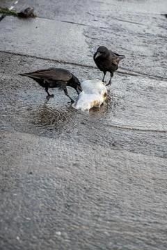 Two Carrion Crows Feeding on Dead Fish near Lake Geneva Shore in Switzerland Stock Photos