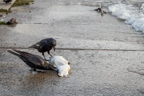 Two Carrion Crows Feeding on Dead Fish near Lake Geneva Shore in Switzerland Stock Photos