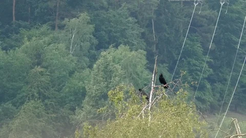 Two carrion crows on top of a birch tree, chasing a Eurasian magpie off the tree Stock Footage 90859324